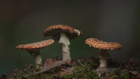 Time lapse of decaying fly agaric mushrooms in forest Video stock 165826057