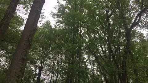 Time Lapse of Deciduous Trees in the Wind Video stock 240129680