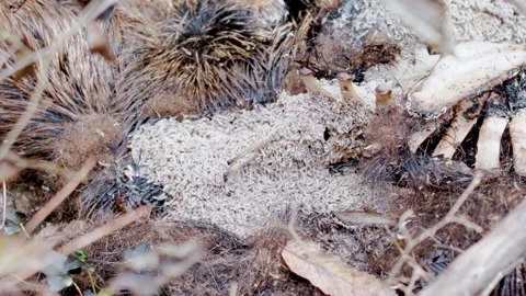 Time Lapse Decomposing Wild Boar Carcass Forest Floor Stock Footage 327767825