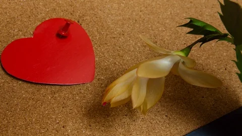 Time lapse delicate beige flower blossoming  and red paper heart Stock Footage 73987905