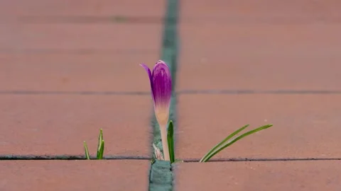 Time Lapse, A delicate crocus poking through the tiles is a symbol of the power  Stock Footage 303497983