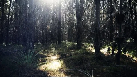 Time lapse in dense pine forest with moving shadows and sunrise Video stock 81465137