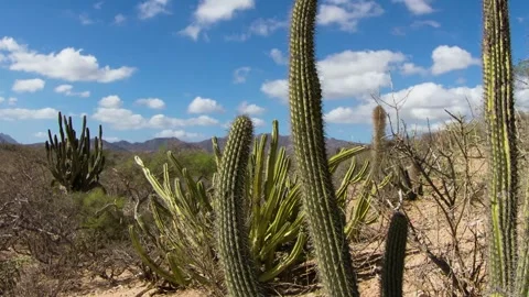 Time-Lapse of Desert Cacti and Moving Clouds in Baja California Landscape Stock Footage 338132424