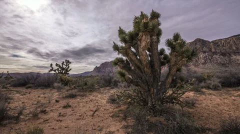 Time lapse desert joshua tree hd Stock Footage 34506936