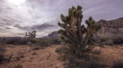 Time lapse desert joshua tree 4k Stock Footage 34507822