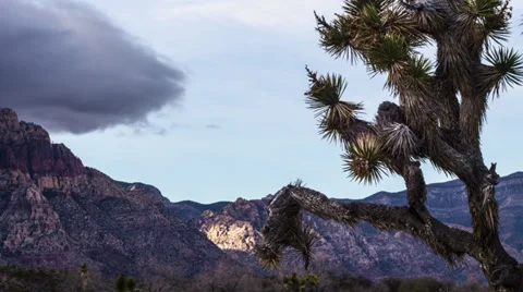 Time lapse desert joshua tree hd #1 Stock Footage 34934020