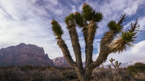 Time lapse desert joshua tree hd mojave Stock Footage 35079909