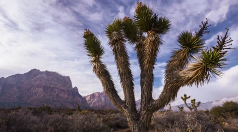 Time lapse desert joshua tree mojave 4k Ultra HD Stock Footage 35086061
