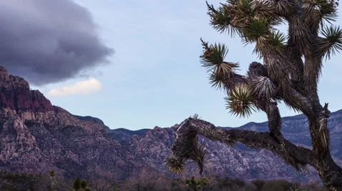 Time Lapse of Desert with Joshua Tree in 4K 3840x2160 Stock Footage 35171891