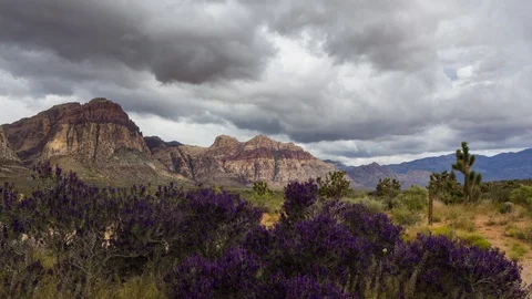 Time Lapse of Desert Storm with Wild Flowers Video stock 108877690