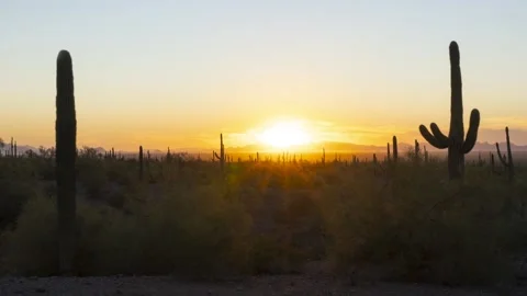 Time lapse of a desert sunset beyond a forest of Saguaro cactus Stock Footage 220507828