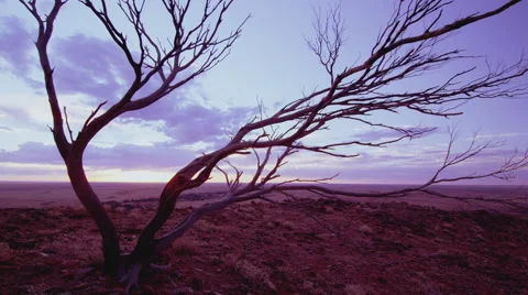 Time Lapse Desert sunset tree silhouette Australian outback AVAILABLE in 4K Vidéo 40848210