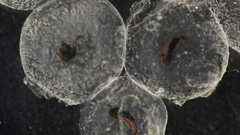 Time lapse of developing brown frog embryo Stock Footage 165451438