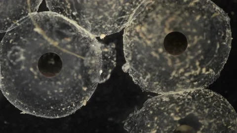 Time lapse of developing brown frog embryo Video stock 165451443