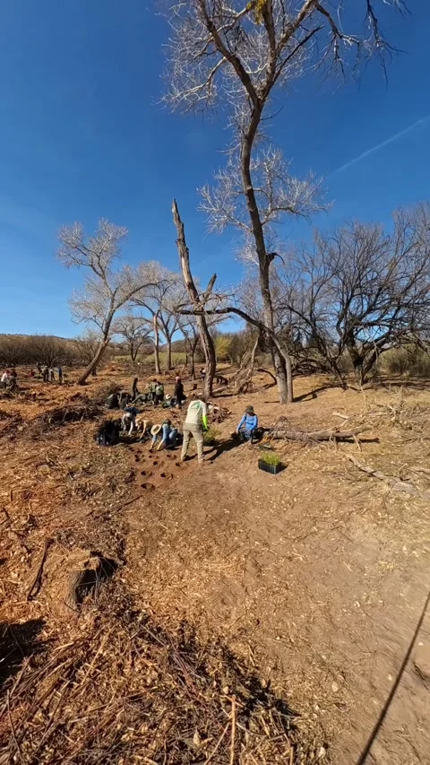Time Lapse Digging Planting Trees Nonprofit Stock Footage 302449842