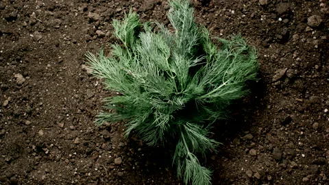 TIME-LAPSE: Dill bush quickly grows out of the ground.Top View Stock Footage 186923934