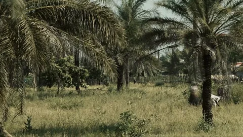 Time-lapse of Diola women working in rice field in Casamance, Senegal Stock Footage 309913543