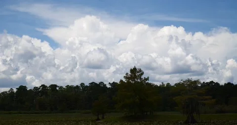 Time lapse of distant roiling cumulonimbus clouds building, tree line at bottom Stock Footage 152524213