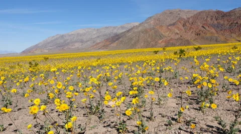 Time Lapse Dolly - Death Valley Desert Flower Super Bloom - Spring Stock Footage 61102500