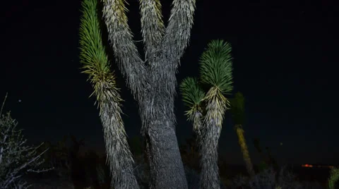 Time Lapse Dolly of Joshua Tree at Night Stock Footage 32415190