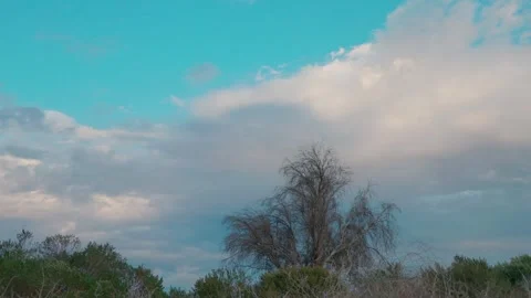Time Lapse of Dramatic Clouds Moving Over a Barren Winter Tree at Sunset Stock Footage 321160679