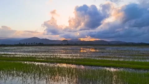 Time-lapse of dramatic sunset over ecologically clean rice fields in Pego-Ol 스톡 동영상 336693711