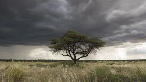 Time Lapse of Dramatic Wet Season Rain Clouds Passing Over the Kalahari, Stock Footage 134939826