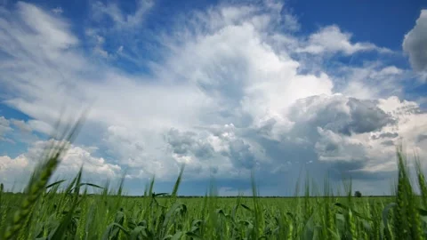 Time-lapse of dramatic white clouds moving over green wheat field background Stock Footage 338067430