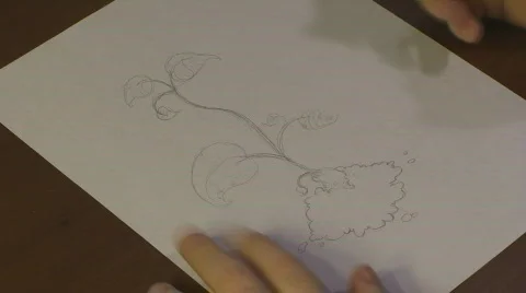 Time Lapse Drawing a Beansprout Stock Footage 581366