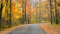 time lapse driving single lane in forest autumn colors 4k or 4k+ Resolution