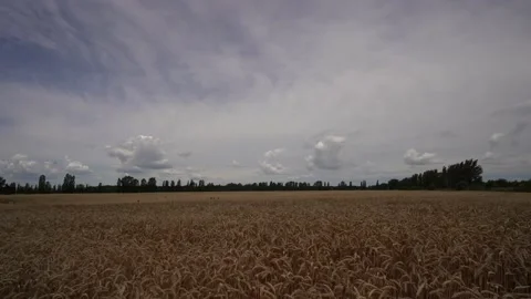 Time lapse. Dry golden wheat field.  Ears of wheat. Video stock 135309243