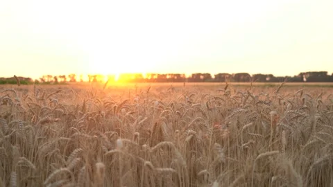 Time lapse. Dry golden wheat field.  Ears of wheat. Sunset. Vídeo Stock 135421981
