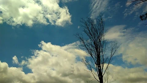 Time lapse of dry tree on cloudy day Stock Footage 104354678