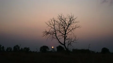 Time lapse dry tree with a sunset background. 스톡 동영상 60798541