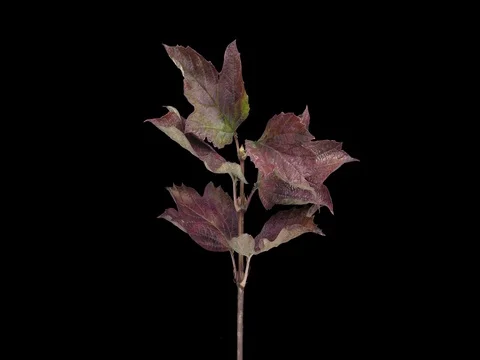 Time-lapse of drying Acer leaves, 4K with ALPHA Stock Footage 72032171