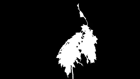 Time-lapse of drying Acer leaves in RGB + ALPHA matte, time reverse Stock Footage 84294611