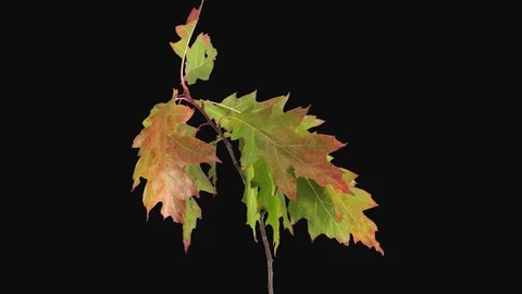 Time-lapse of drying Acer leaves with ALPHA channel Stock Footage 127096143