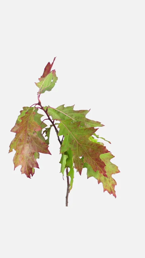 Time lapse of drying Acer leaves Stock-Footage 297742947