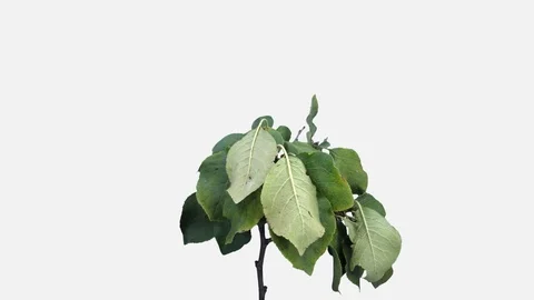 Time-lapse of drying Apple leaves with ALPHA channel Stock Footage 83233085