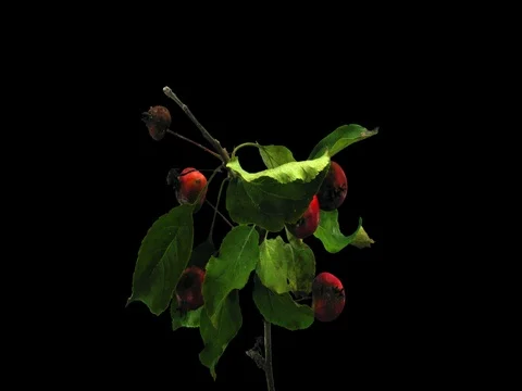 Time-lapse of drying Apple Paradise leaves, 4K with ALPHA Stock Footage 72033291