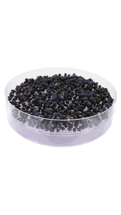 Time lapse of drying Aronia berries, vertical orientation Stock Footage 283157087