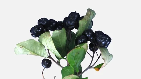 Time-lapse of drying Aronia leaves with ALPHA channel Stock Footage 82925854