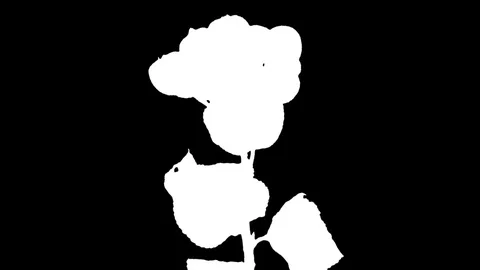 Time-lapse of drying Aronia leaves in RGB + ALPHA matte, time reverse Stock Footage 84004810