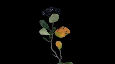 Time-lapse of drying Aronia leaves with ALPHA channel, time reverse Stock Footage 84381679