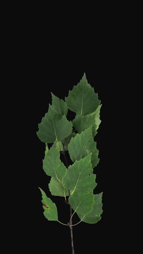 Time lapse of drying Birch leaves, vertical orientation Stock Footage 297742932