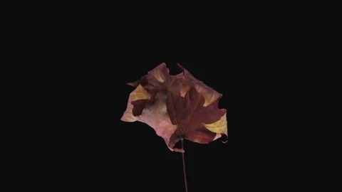 Time-lapse of drying brown Maple leaf in RGB + ALPHA matte Vidéo 142953378