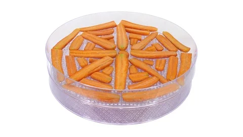 Time-lapse of drying carrot in dehydration machine Stock Footage 80047495