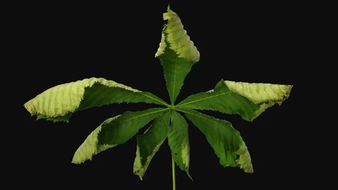 Time-lapse of drying Chestnut leaf with ALPHA channel Stock Footage 101095420