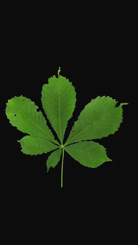 Time lapse of drying Chestnut tree leaf, vertical orientation Stock Footage 297742933