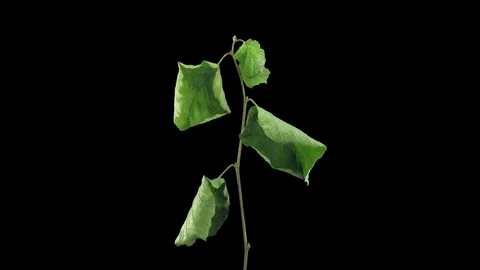 Time-lapse of drying Hazelnut tree leaves in RGB + ALPHA matte format Stock Footage 72429997